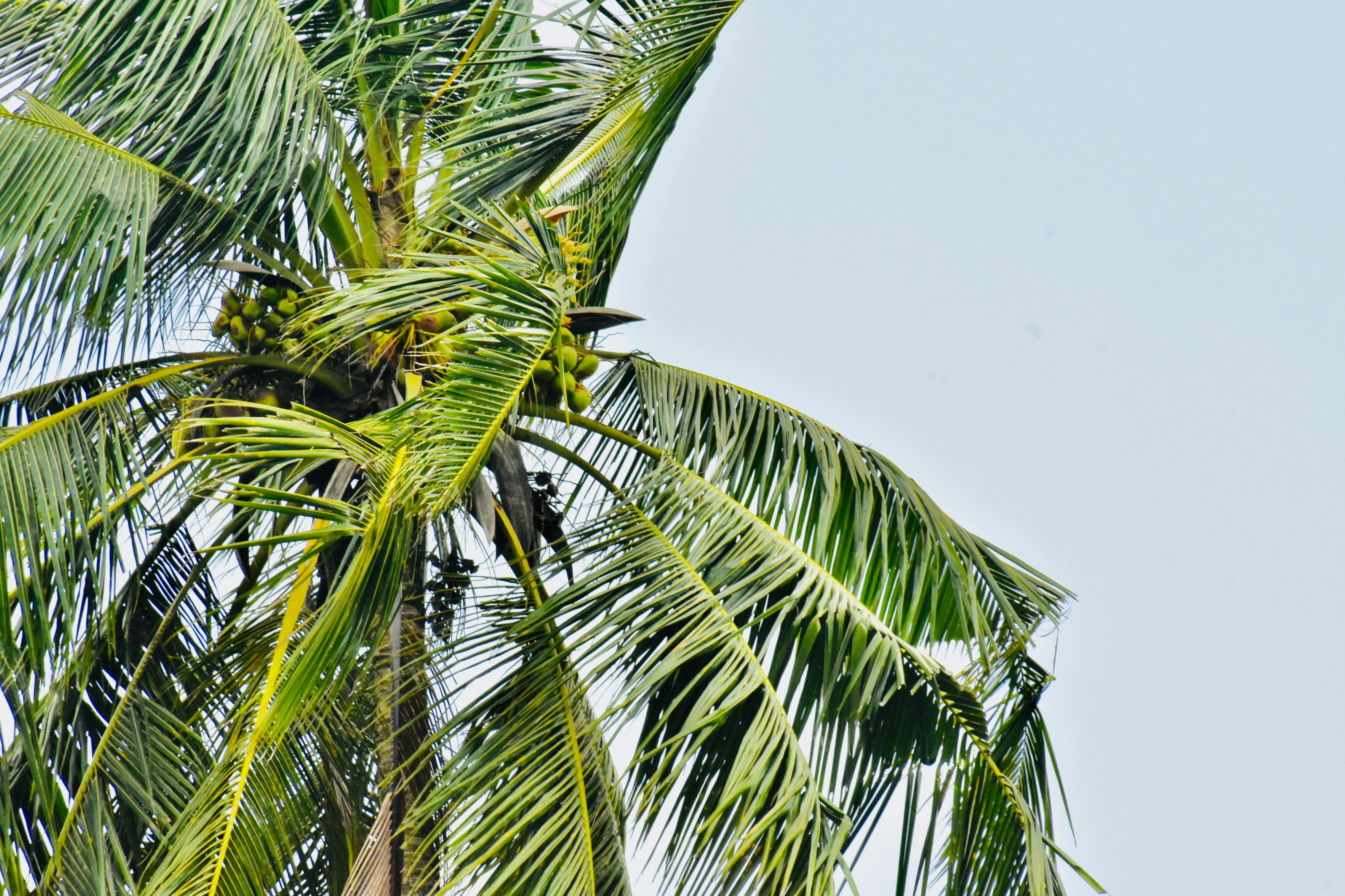 EMAMI NATURE